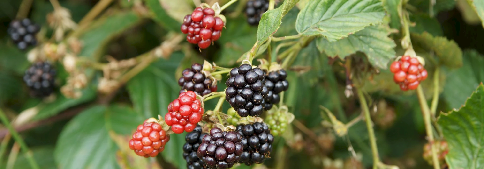Brombeeren