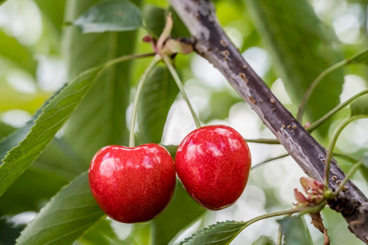 Kirschen