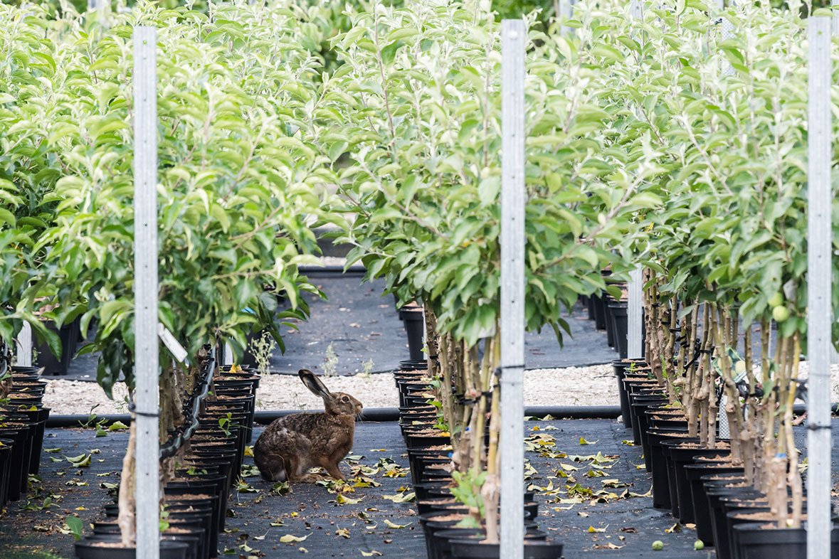 Betrieb ObstbaumSchmitt