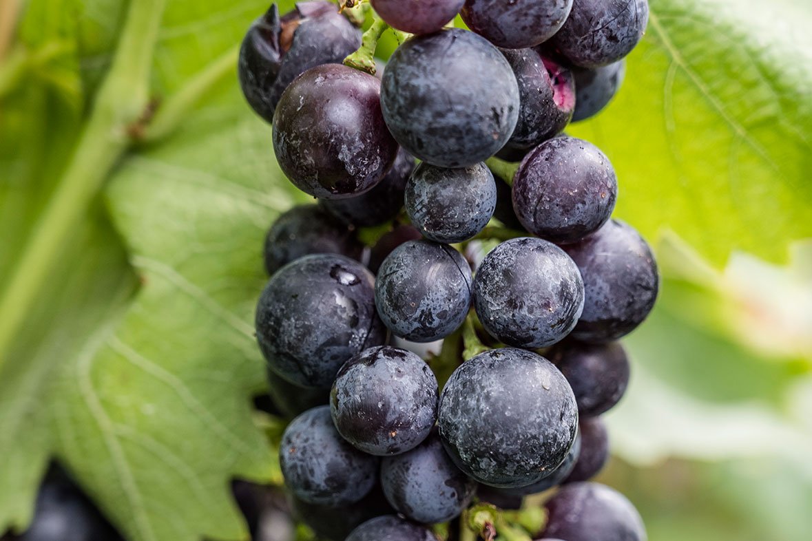 Weintrauben