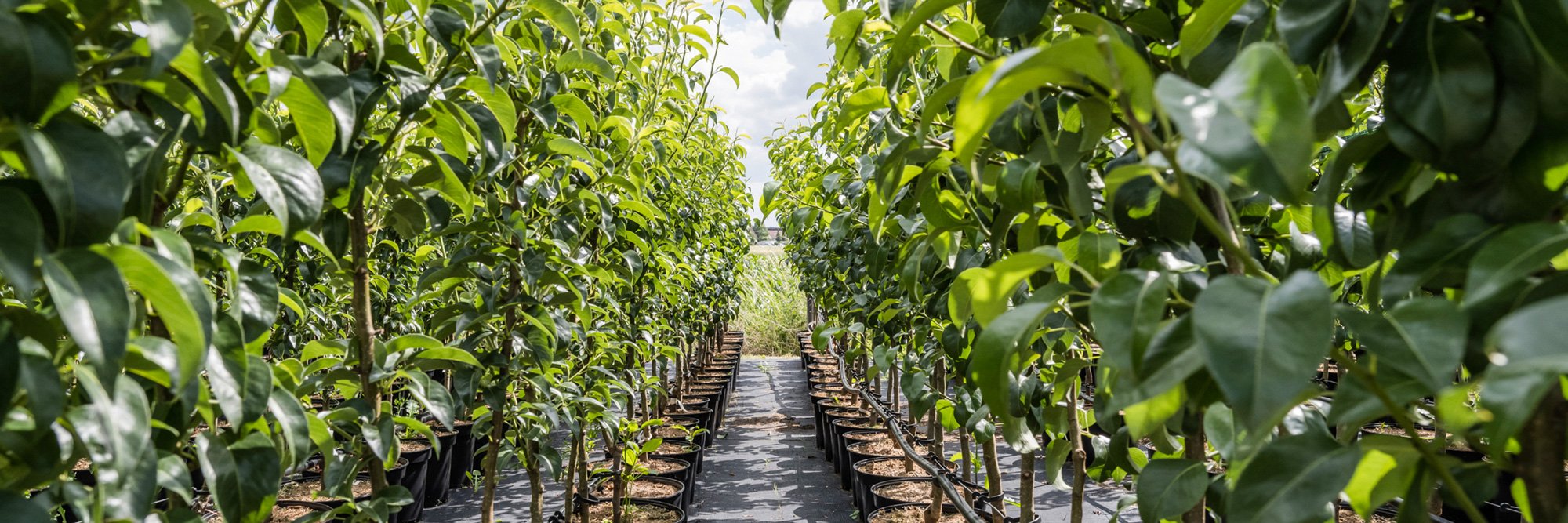 Obstbaum Schmitt – Obstbaumreihen auf der Fläche