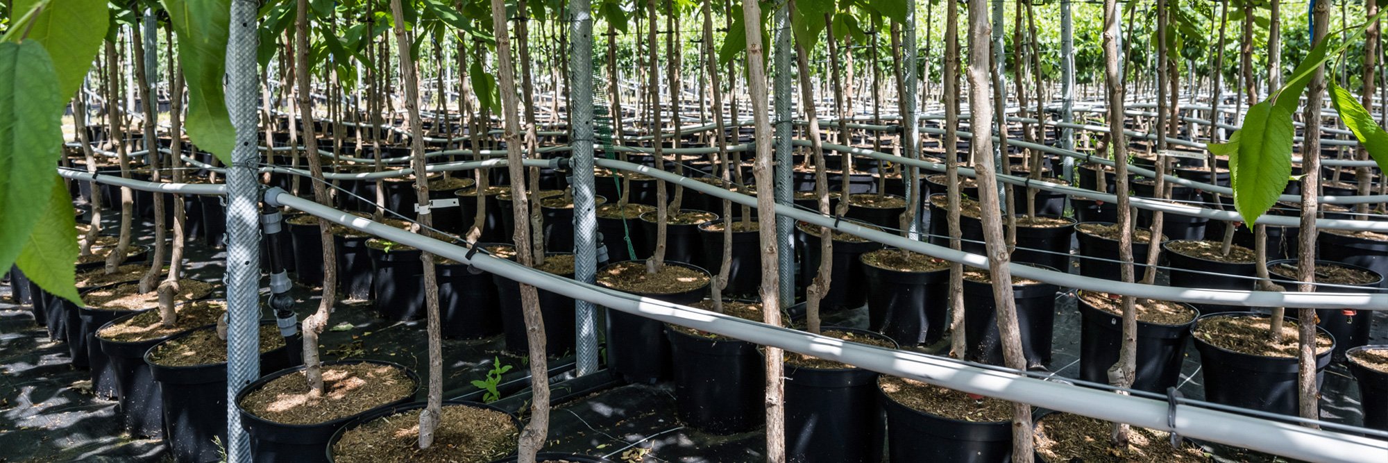 Obstbaum Schmitt – Obstbäume im Quartier