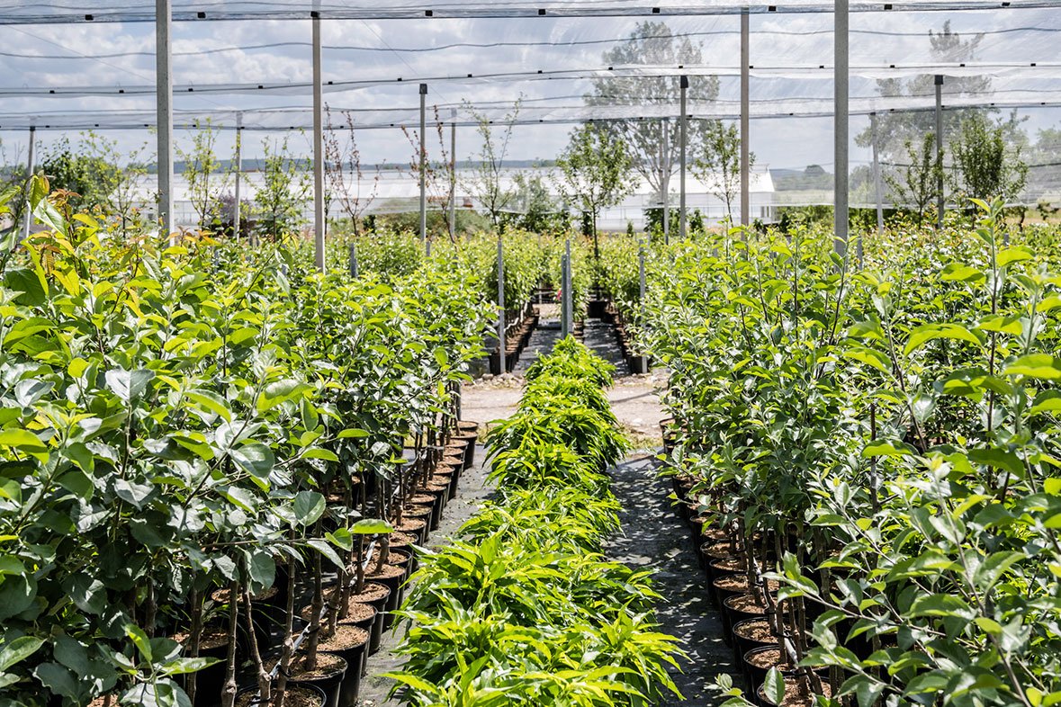 Betrieb ObstbaumSchmitt