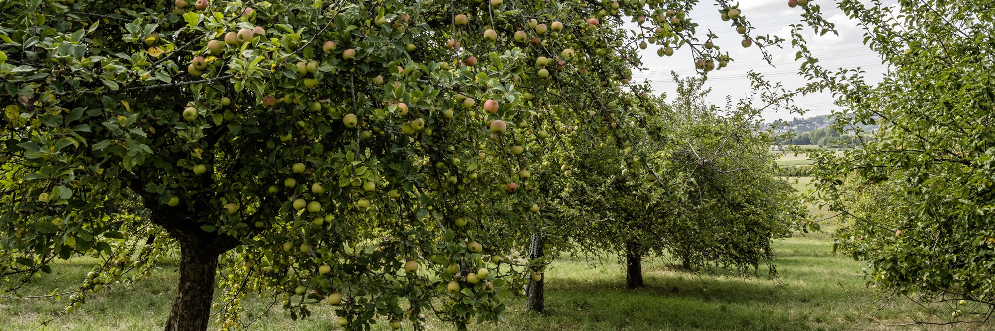 Obstbäume