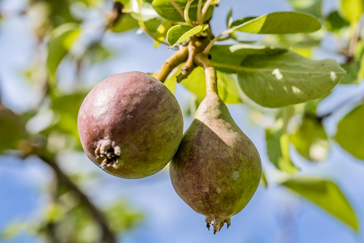 Obstbaum Nahaufnahme