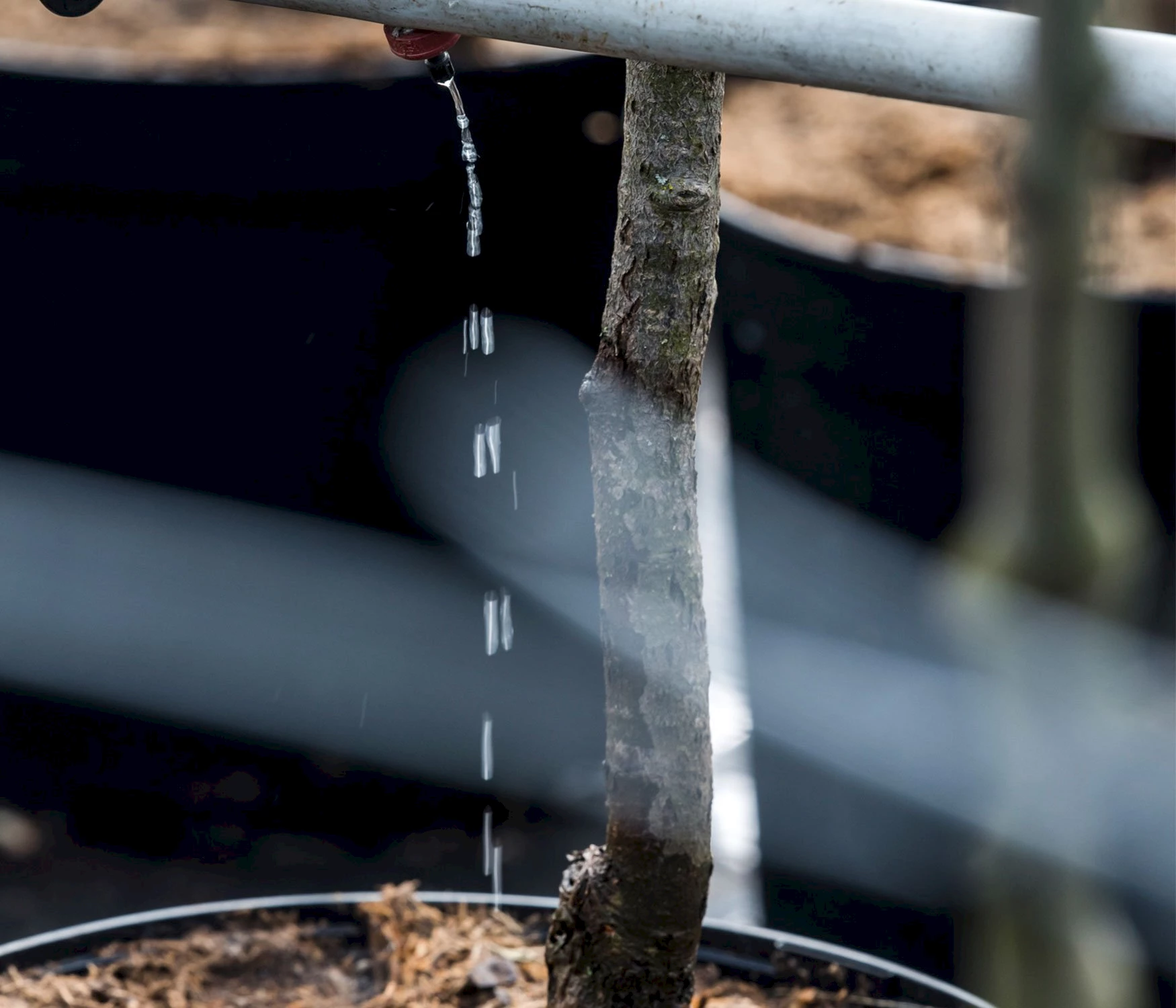 Bewässerung Pflanze